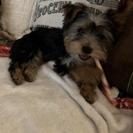 Yorkshire Terrier Puppies from Rumbaugh’s Yorkies