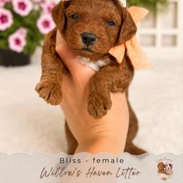 Bliss - Red  female Goldendoodle puppy in Atlanta, Georgia from Teddy Puppies