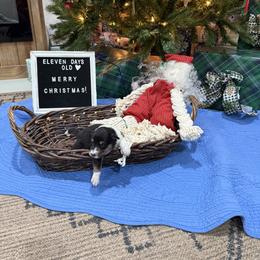 Lucious - Black white and tan male Collie puppy in Beaver, Oklahoma from Lawson’s Lassies