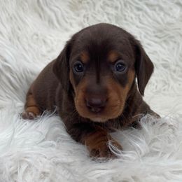 KIKI - Chocolate and tan female Dachshund puppy in Purdy, Missouri from Shotgun Pups
