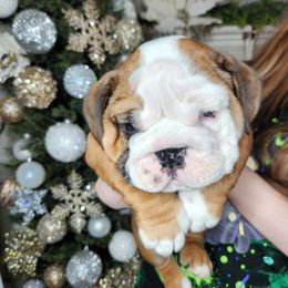 Bulldog Puppies from Copsey's Bulldogs
