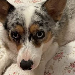 American Corgis and Pembroke Welsh Corgis from M & R Corgis North Texas