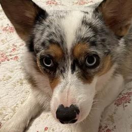 American Corgis and Pembroke Welsh Corgis from M & R Corgis North Texas