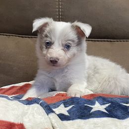 Marina - Lilac merle female Border Collie puppy in Guffey, Colorado from Sunset Ridge