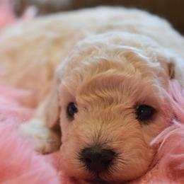 Girl 2 - White female Poodle puppy in Rainbow City, Alabama from Misioh Poodles