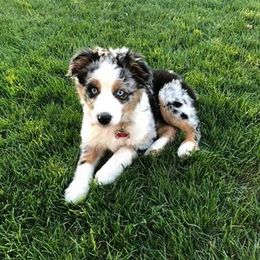 Australian Shepherd Puppies from Aussie Knights Kennel