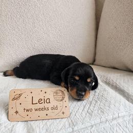 Leia - Black and tan female Dachshund puppy in Inman, South Carolina from Shadow Acres