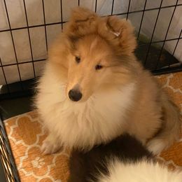Iris - Sable merle Collie puppy in Mount Orab, Ohio from Plum Creek Collies