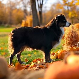 Dally - Miniature American Shepherd