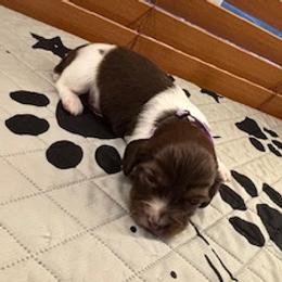 Jellybean - Chocolate and cream female Dachshund puppy in Pearland, Texas from Texas Dachshund Dreams