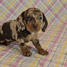 Dachshund Puppies from Newbern's Nuggets