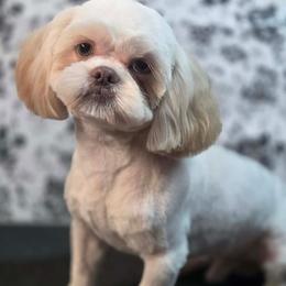 Falcor - Blue male Shih Tzu puppy in Parma, Ohio from D's DeVine Shih-Tzu
