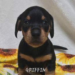 Griffin - Black and tan male Dachshund puppy in Blair, Oklahoma from North Fork Doxies-Okla