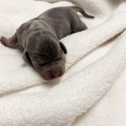 Ayla - Blue and tan female Dachshund puppy in San Diego, California from Enchantables