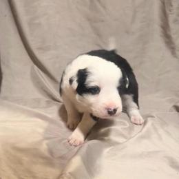 Rosebud (Buddy) - Black and white male Border Collie puppy in Lebanon, Oregon from Cahill’s Canines
