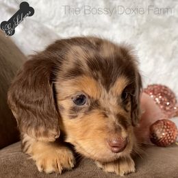 Dachshund and Miniature Schnauzer Puppies from The Bossy Doxie Farm
