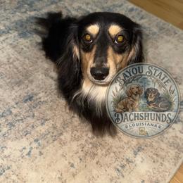 River - Dachshund
