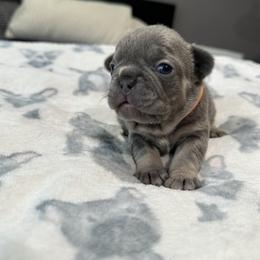Orange - Blue female French Bulldog puppy in Bolingbrook, Illinois from Flores Frenchies