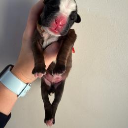 Brown - Fawn male Boxer puppy in West Haven, Utah from Shalyce's Boxers