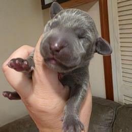 PRINCESS PEACH - Blue female Weimaraner puppy in Ferrum, Virginia from LAAT Weims