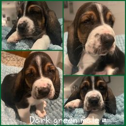 Green male - Black and white male Basset Hound puppy in Temple, Texas from Southern Rose Bassets