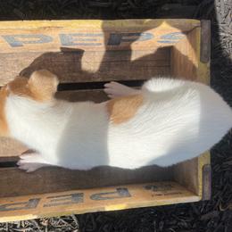 Iris - Sable merle and white female Collie puppy in Savannah, Missouri from Lakeside Collies