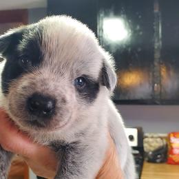 Full mask male - Blue speckled male Australian Cattle Dog puppy in Lenoir, North Carolina from Blue Coyote Ranch