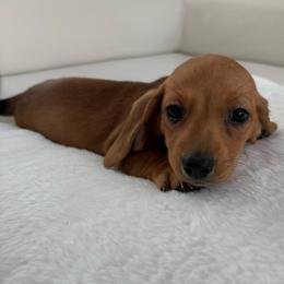 Puppy number two Ruby - Red female Dachshund puppy in Spokane, Washington from Dearhaven Doxie