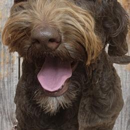 Mila - Goldendoodle