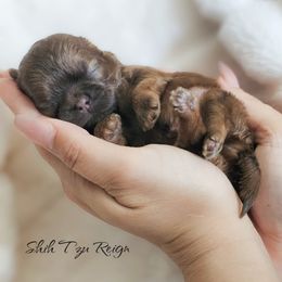 Richie - Red male Shih Tzu puppy in Kempner, Texas from Shih Tzu Reign
