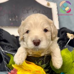 Butterbean - Caramel cream female Labradoodle puppy in Bowman, Georgia from Companion Creek Farm