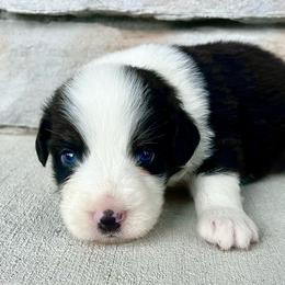 Bobby - Black tri-color male Australian Shepherd puppy in Loda, Illinois from Pilcher Farms