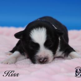 Kiss - Black tri female Miniature Australian Shepherd puppy in Weeki Wachee, Florida from Arlington's Mini Aussies