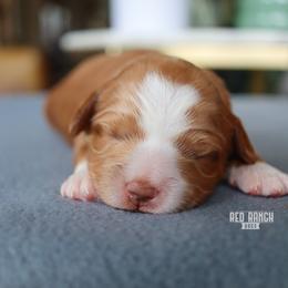 Bloom - Red  female Goldendoodle puppy in Salado, Texas from Red Ranch Dogs