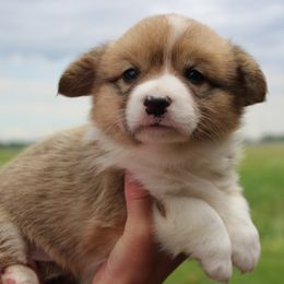Selena - Fawn female Pembroke Welsh Corgi puppy in North Manchester, Indiana from Covered Bridge Corgis