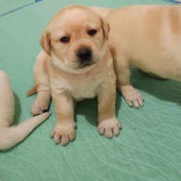 Britney - Yellow Labrador Retriever puppy in Deer Park, Washington from PFR Labradors