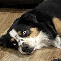 Miniature Australian Shepherds from Lowke Miniature Australian Shepherds