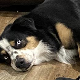 Miniature Australian Shepherds from Lowke Miniature Australian Shepherds