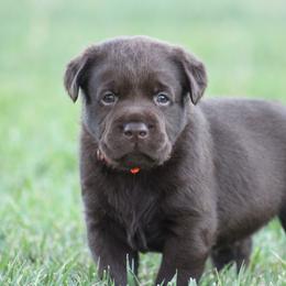 Orange collar - Chocolate male Labrador Retriever puppy in Marysville, California from Britt Labradors