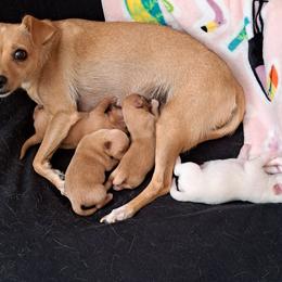 Chihuahuas from Restoration Pups /Penni