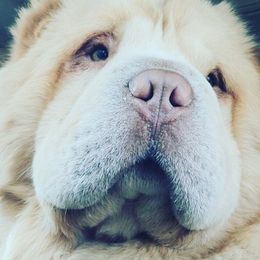 Yogi - Chinese Shar-Pei