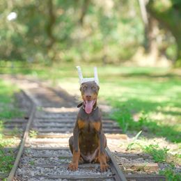Doberman Pinscher Puppies from Franklin Dobermans