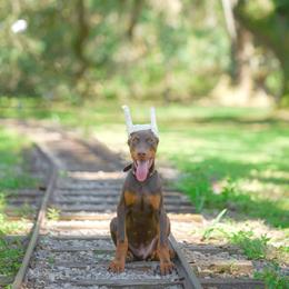 Doberman Pinscher Puppies from Franklin Dobermans