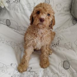 Jocasta - Apricot female Poodle puppy in Calhoun, Georgia from Johnson Kennels