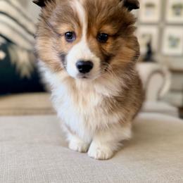 Comet - Red male Pembroke Welsh Corgi puppy in Payson, Utah from Spring Creek Aussies + Corgis