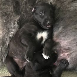Scottish Deerhound and Whippet Puppies from Cu Liath Deerhounds & Whippets