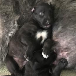 Scottish Deerhound and Whippet Puppies from Cu Liath Deerhounds & Whippets