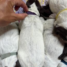 Wonder Woman - Brown and gray female Wirehaired Pointing Griffon puppy in Grangeville, Idaho from Happy Hollow Griffons