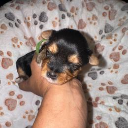 Green Collar - Black and tan male Yorkshire Terrier puppy in Flowood, Mississippi from Prissy PawPals