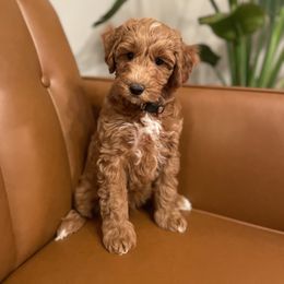 Bernedoodle and Goldendoodle Puppies from Farmland Doodles